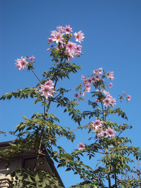 �J�ɂ����������ɂ��������E���̊X�Ȗ�