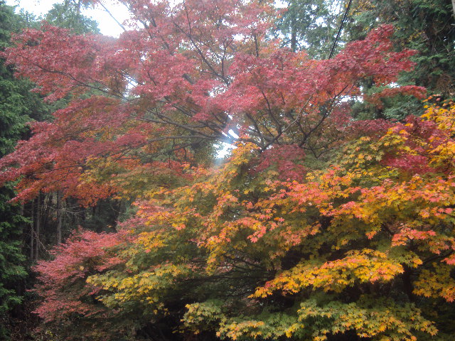 �J�ɂ����������ɂ��������E���̊X�Ȗ�