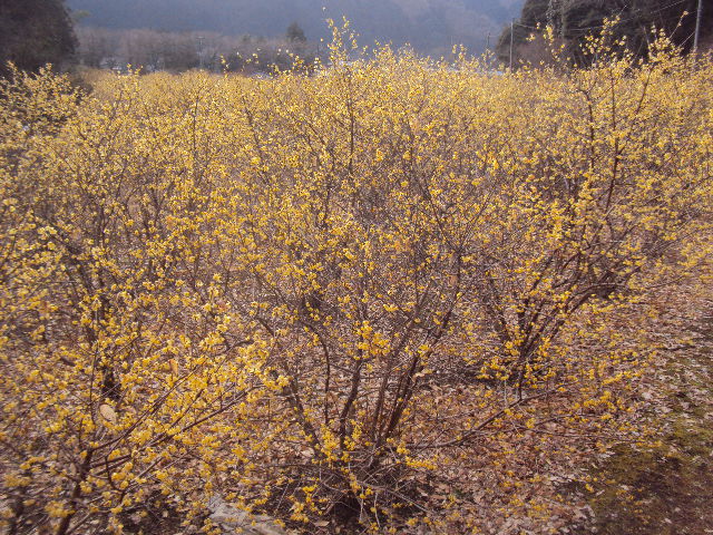 �J�ɂ����������ɂ��������E���̊X�Ȗ�