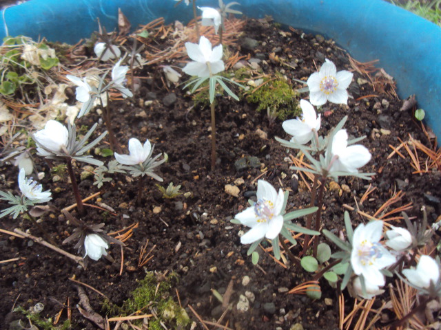 �J�ɂ����������ɂ��������E���̊X�Ȗ�