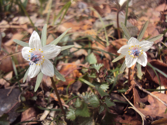 �J�ɂ����������ɂ��������E���̊X�Ȗ�