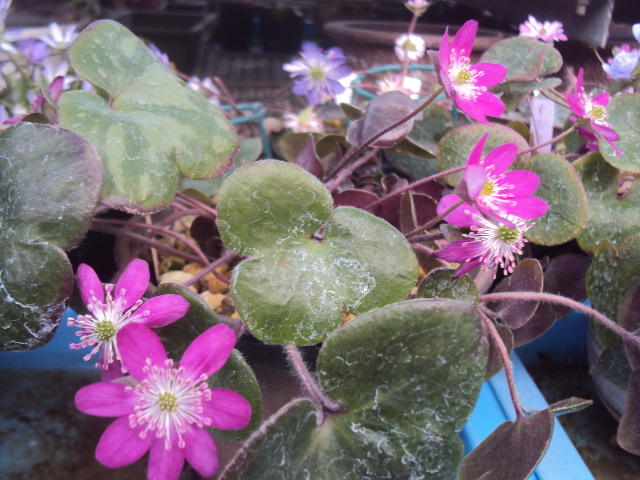 �J�ɂ����������ɂ��������E���̊X�Ȗ�