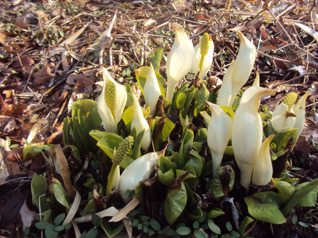 �J�ɂ����������ɂ��������E���̊X�Ȗ�