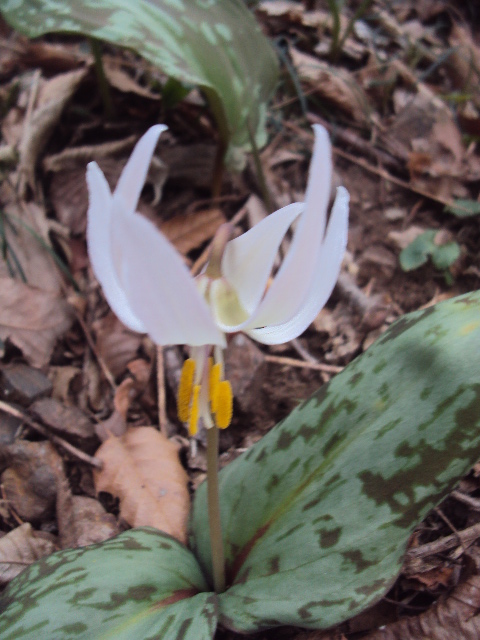 �J�ɂ����������ɂ��������E���̊X�Ȗ�