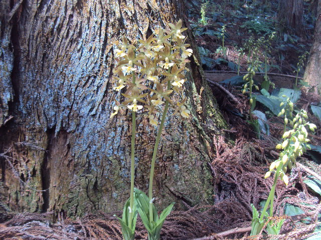 �J�ɂ����������ɂ��������E���̊X�Ȗ�