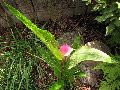 �J�ɂ����������ɂ��������E���̊X�Ȗ�