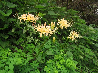 �J�ɂ����������ɂ��������E���̊X�Ȗ�