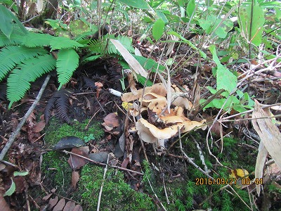 �J�ɂ����������ɂ��������E���̊X�Ȗ�