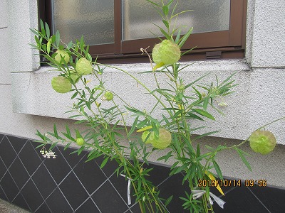 �J�ɂ����������ɂ��������E���̊X�Ȗ�