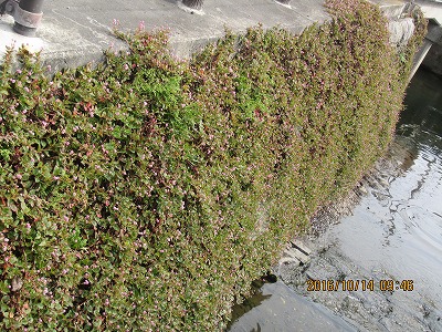 �J�ɂ����������ɂ��������E���̊X�Ȗ�