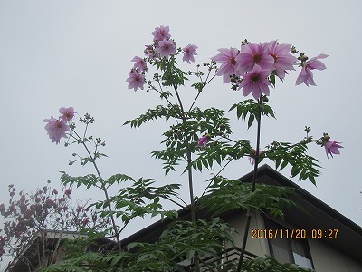 �J�ɂ����������ɂ��������E���̊X�Ȗ�