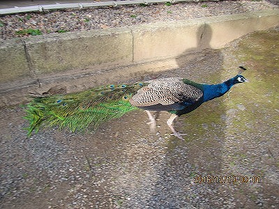 �J�ɂ����������ɂ��������E���̊X�Ȗ�