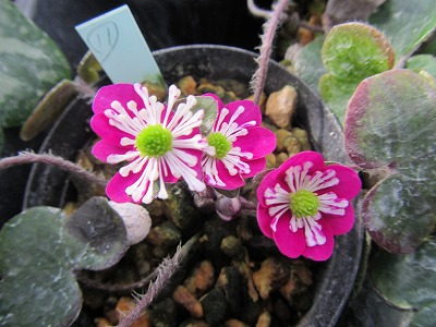 �J�ɂ����������ɂ��������E���̊X�Ȗ�