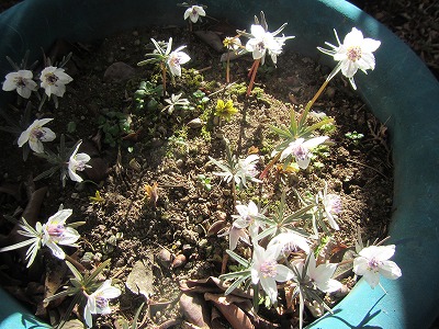 �J�ɂ����������ɂ��������E���̊X�Ȗ�