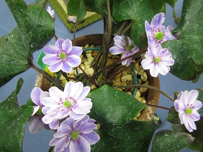 �J�ɂ����������ɂ��������E���̊X�Ȗ�