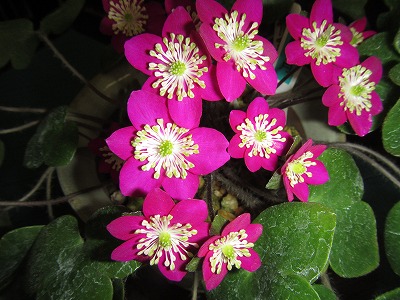 �J�ɂ����������ɂ��������E���̊X�Ȗ�