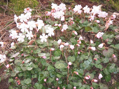 �J�ɂ����������ɂ��������E���̊X�Ȗ�