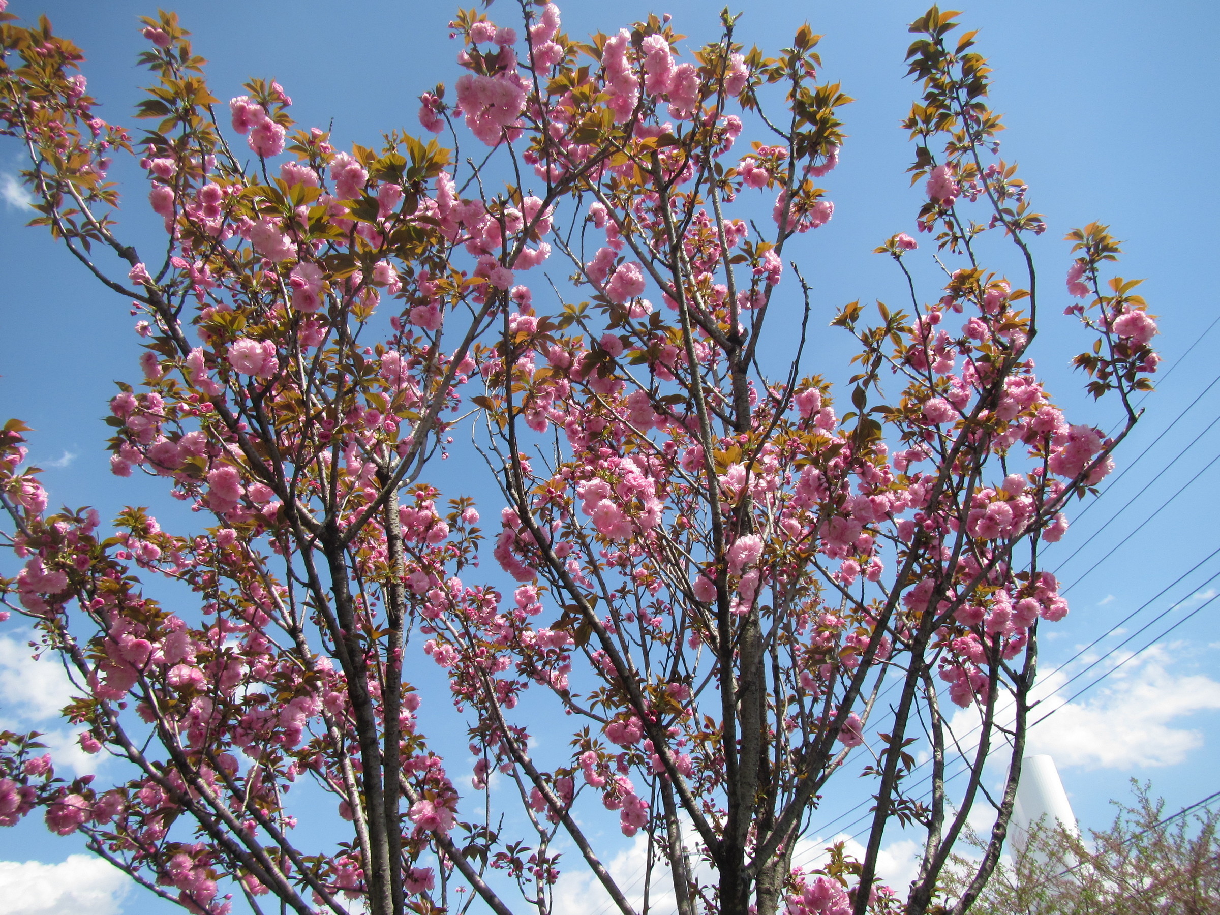 �J�ɂ����������ɂ��������E���̊X�Ȗ�