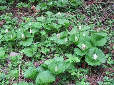 �J�ɂ����������ɂ��������E���̊X�Ȗ�