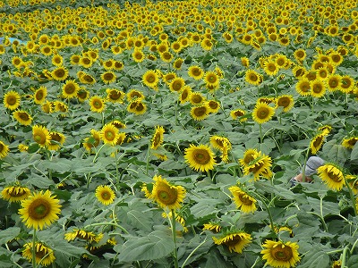 �J�ɂ����������ɂ��������E���̊X�Ȗ�