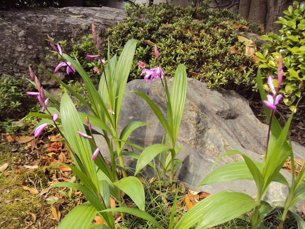 �J�ɂ����������ɂ��������E���̊X�Ȗ�