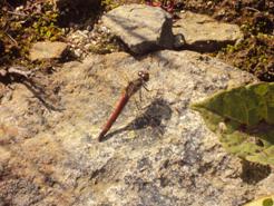 �J�ɂ����������ɂ��������E���̊X�Ȗ�