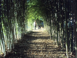 �J�ɂ����������ɂ��������E���̊X�Ȗ�