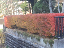 �J�ɂ����������ɂ��������E���̊X�Ȗ�