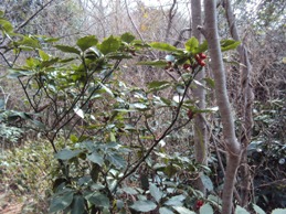 �J�ɂ����������ɂ��������E���̊X�Ȗ�