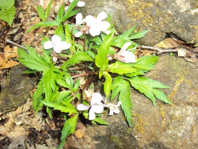 �J�ɂ����������ɂ��������E���̊X�Ȗ�