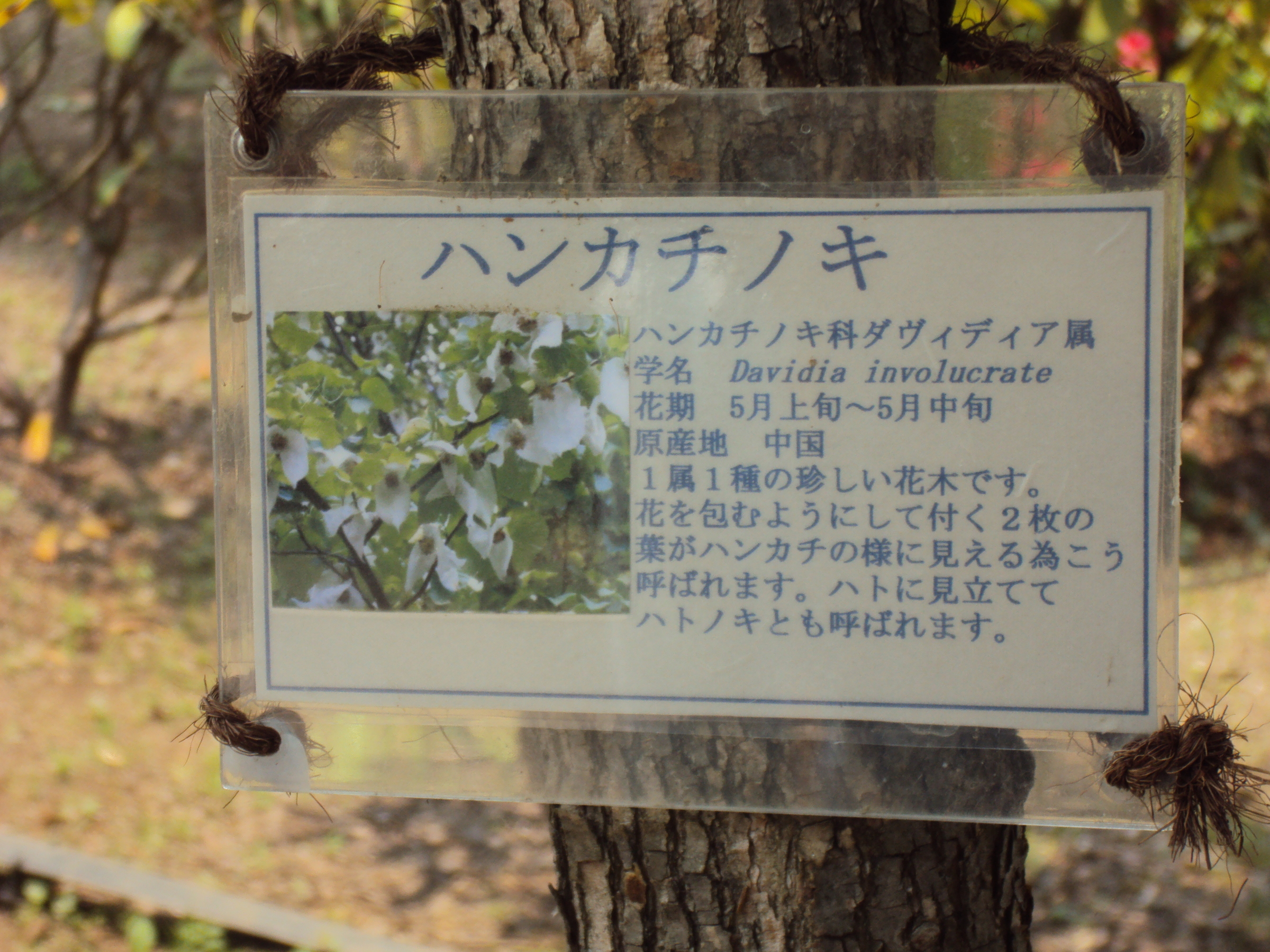 �J�ɂ����������ɂ��������E���̊X�Ȗ�