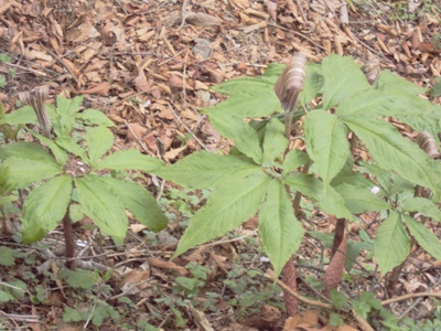 �J�ɂ����������ɂ��������E���̊X�Ȗ�