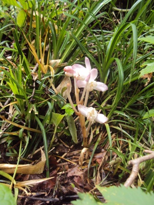 �J�ɂ����������ɂ��������E���̊X�Ȗ�