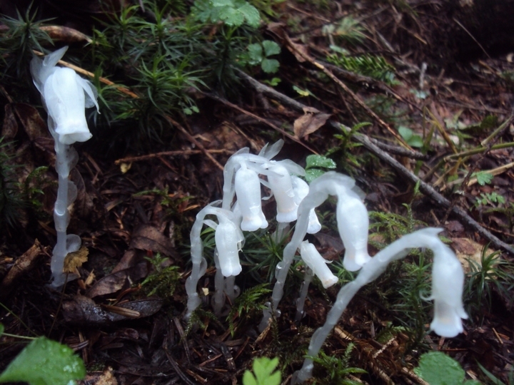 �J�ɂ����������ɂ��������E���̊X�Ȗ�