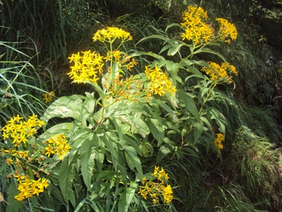 �J�ɂ����������ɂ��������E���̊X�Ȗ�