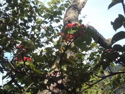 �J�ɂ����������ɂ��������E���̊X�Ȗ�