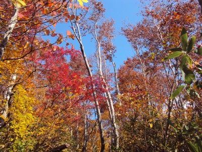 �J�ɂ����������ɂ��������E���̊X�Ȗ�