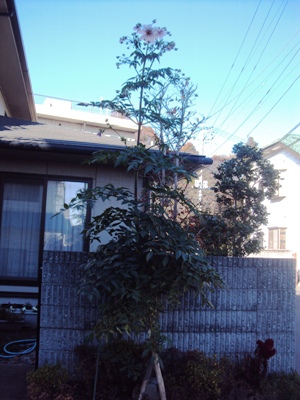 �J�ɂ����������ɂ��������E���̊X�Ȗ�