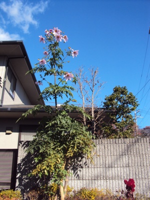 �J�ɂ����������ɂ��������E���̊X�Ȗ�