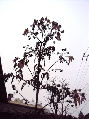 �J�ɂ����������ɂ��������E���̊X�Ȗ�