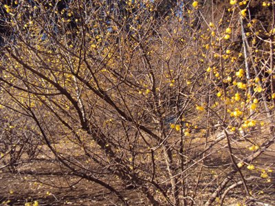 �J�ɂ����������ɂ��������E���̊X�Ȗ�