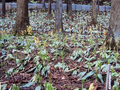 �J�ɂ����������ɂ��������E���̊X�Ȗ�