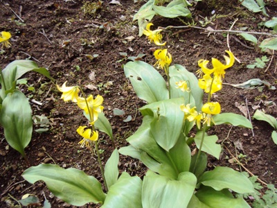 �J�ɂ����������ɂ��������E���̊X�Ȗ�