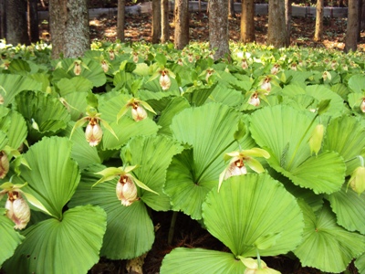 �J�ɂ����������ɂ��������E���̊X�Ȗ�