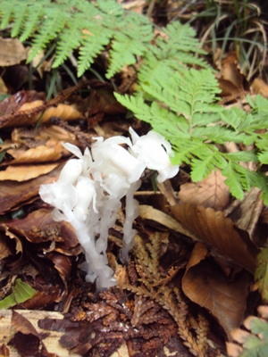 �J�ɂ����������ɂ��������E���̊X�Ȗ�