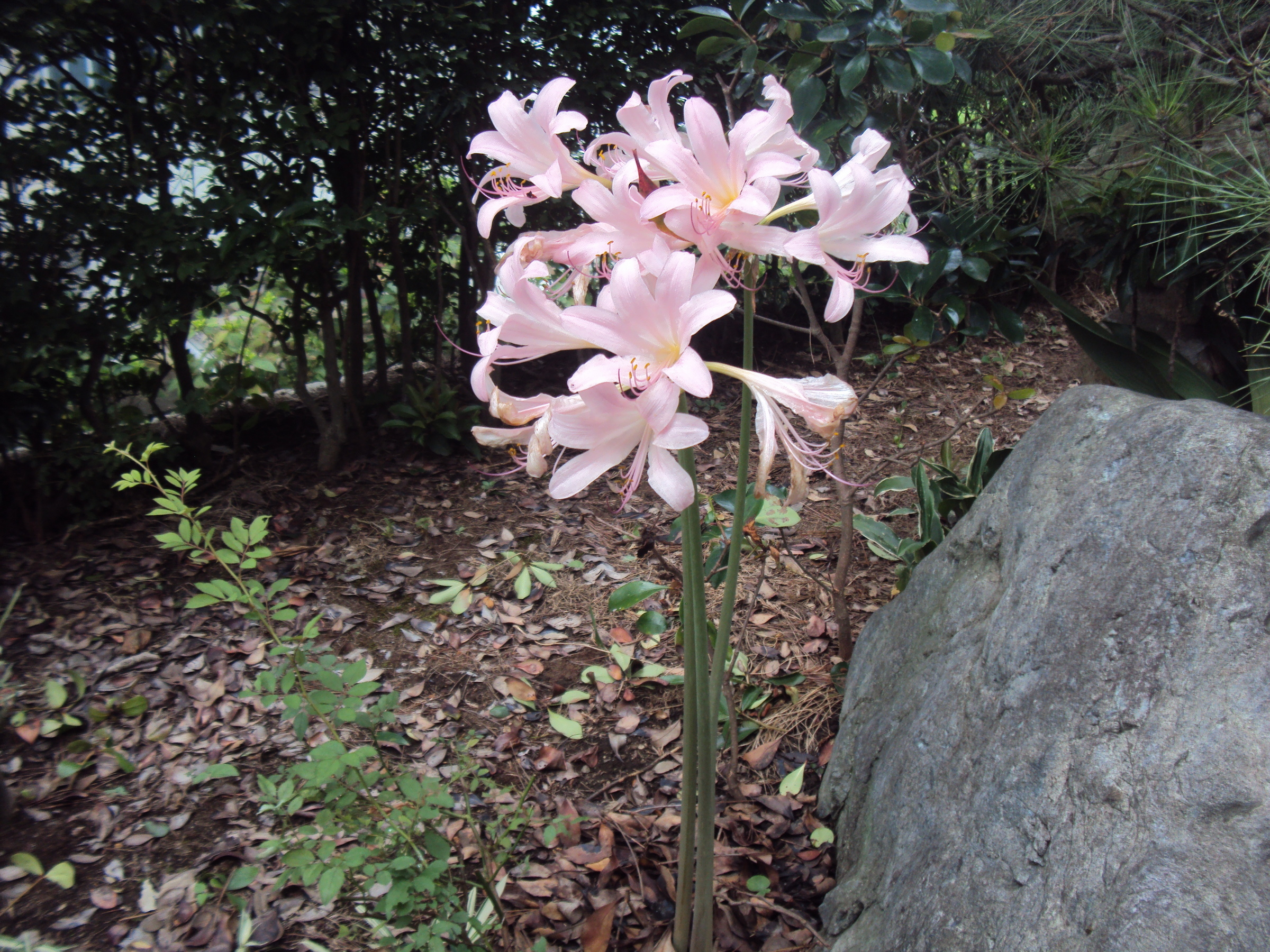 �J�ɂ����������ɂ��������E���̊X�Ȗ�