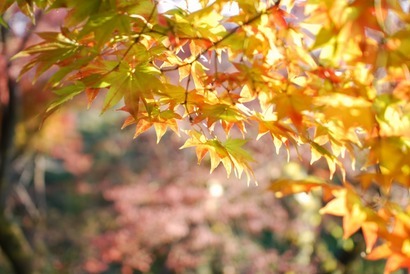 ��Ԃ̋����A���z�̐Î�Q