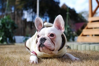 ��Ԃ̋����A���z�̐Î�Q