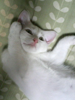 ���₱�̕���