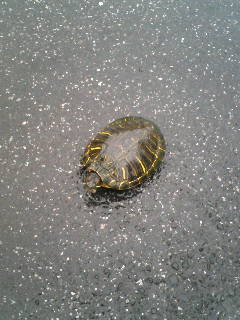 ���₱�̕���